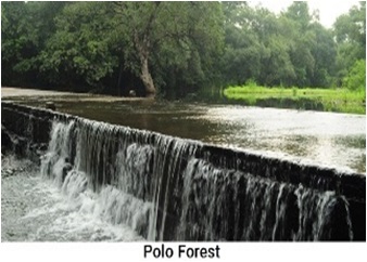 polo_forest